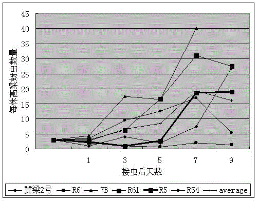 A kind of breeding method of aphid-resistant sorghum