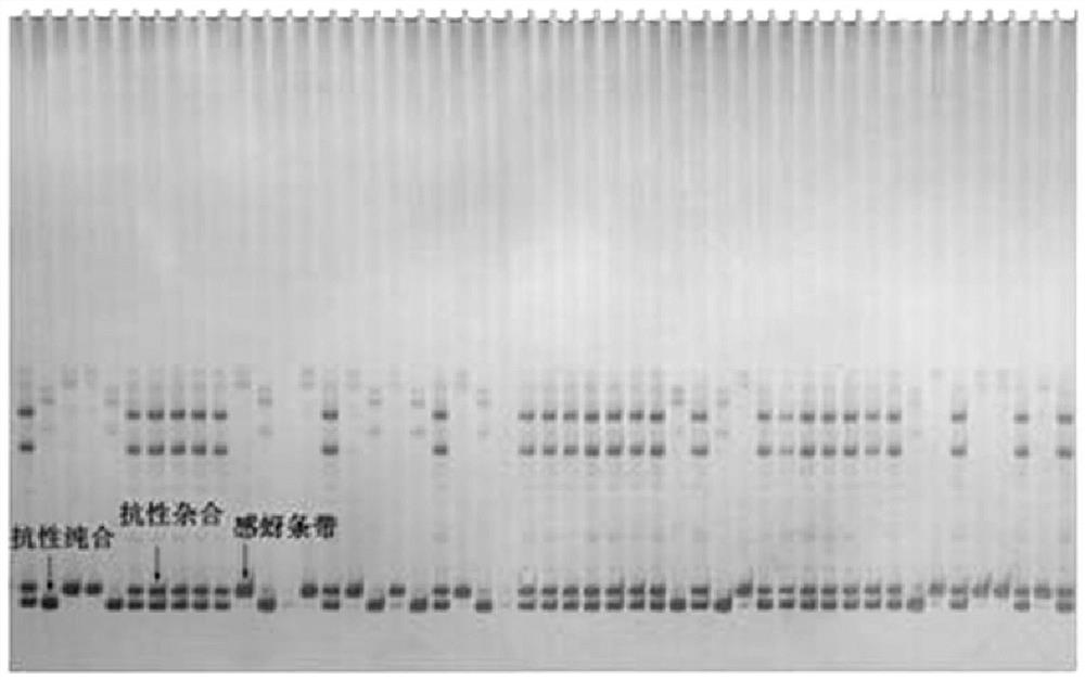 A group of InDel loci closely linked to the main anti-aphid qtl qGPAR-3-1 of mountain peach and its application