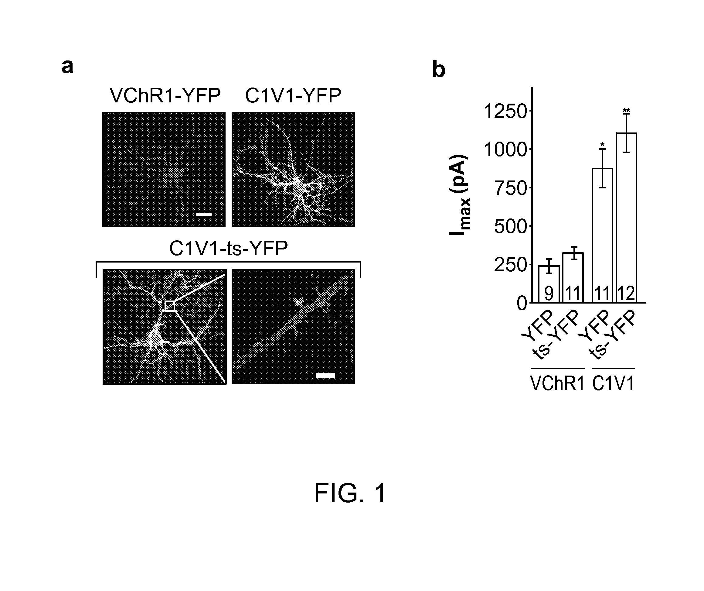 Light-Activated Chimeric Opsins and Methods of Using the Same
