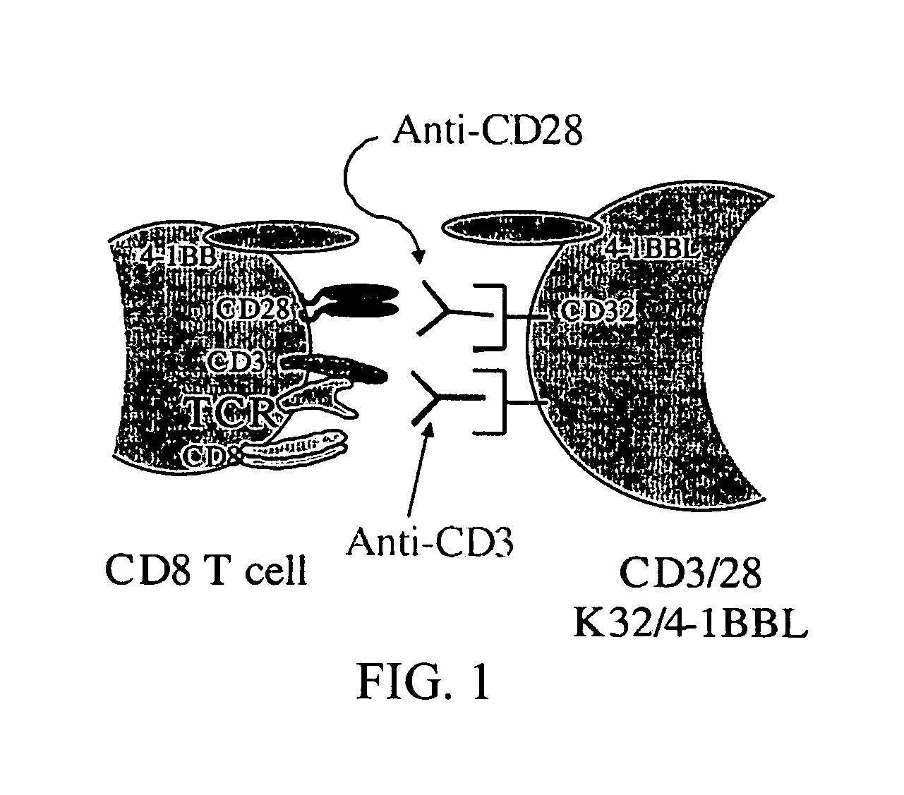 Novel artificial antigen presenting cells and uses therefor