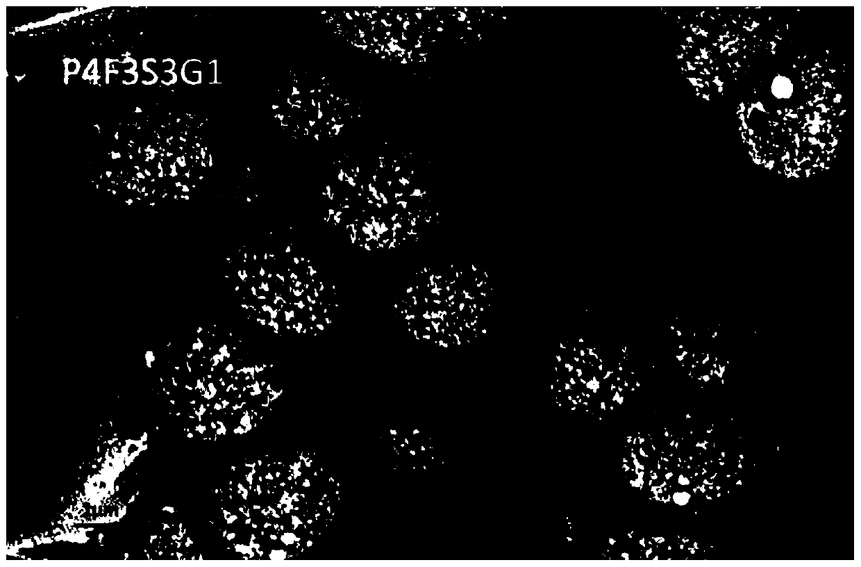 A carbon-based dielectric elastomer based on core-shell dynamic vulcanization and its preparation method