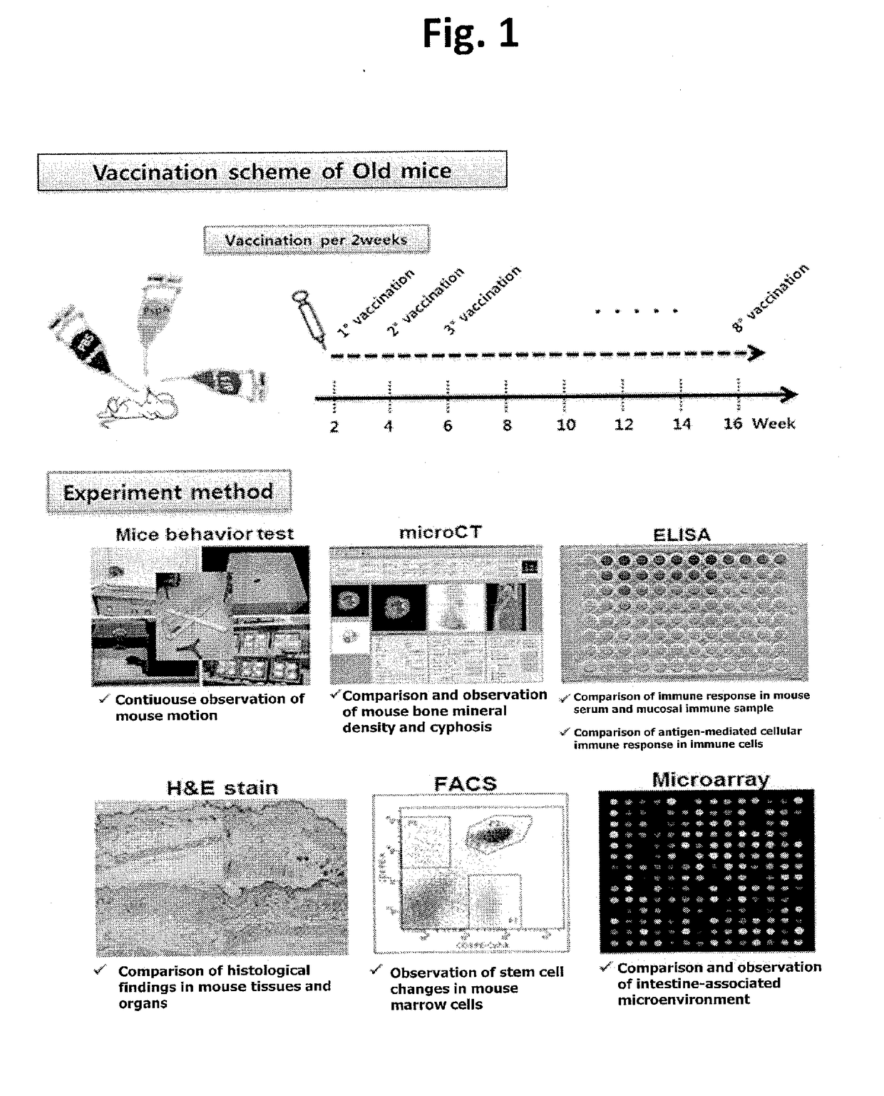 Composition comprising recombinant fusion protein of pathogenic antigen protein and flagellin of vibrio vulnificus for preventing, alleviating, or treating aging