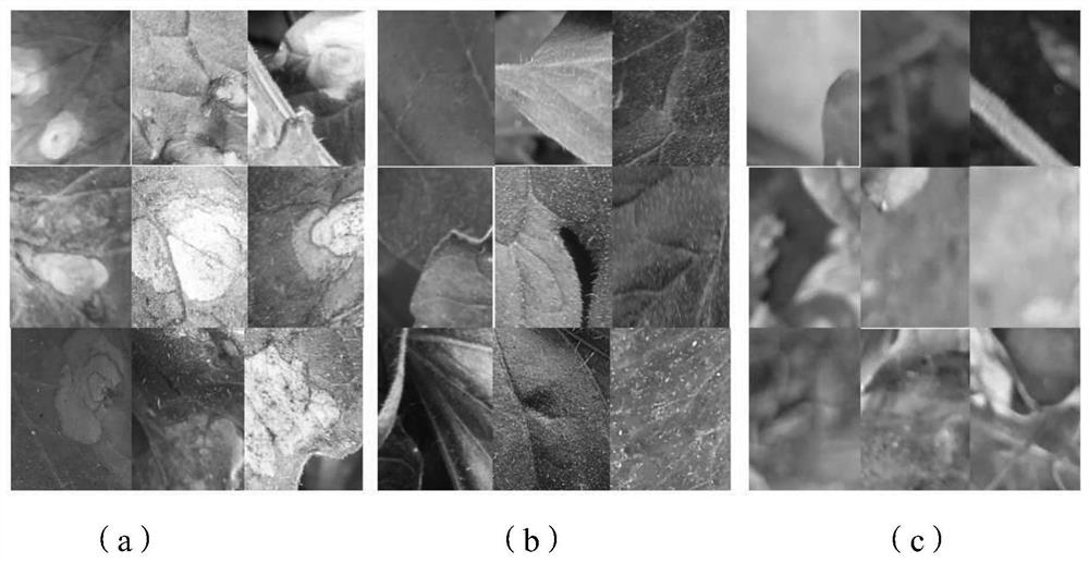 Crop leaf disease image enhancement and rapid detection method