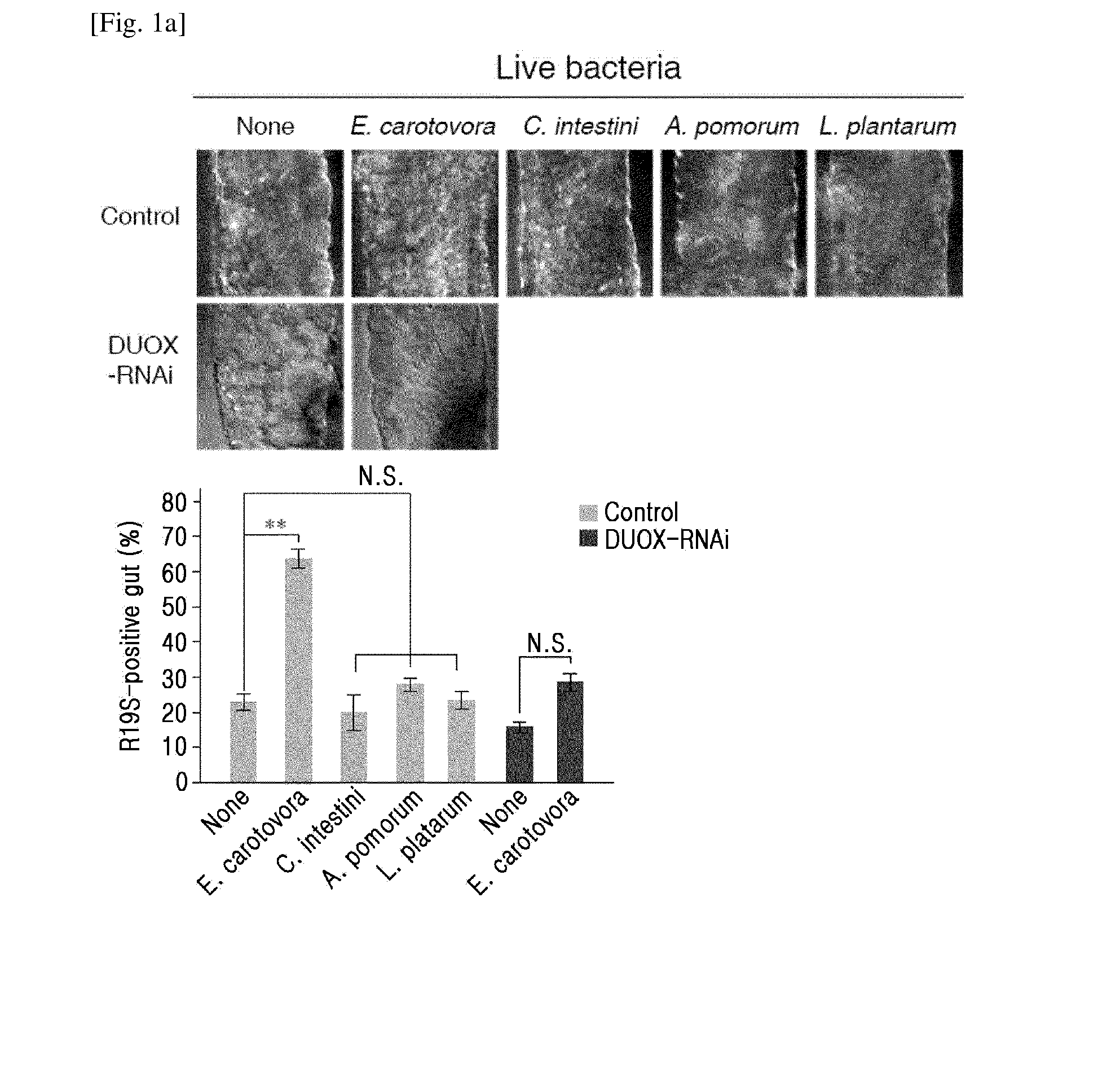 Composition for regulating immunological activity in intestine and use thereof