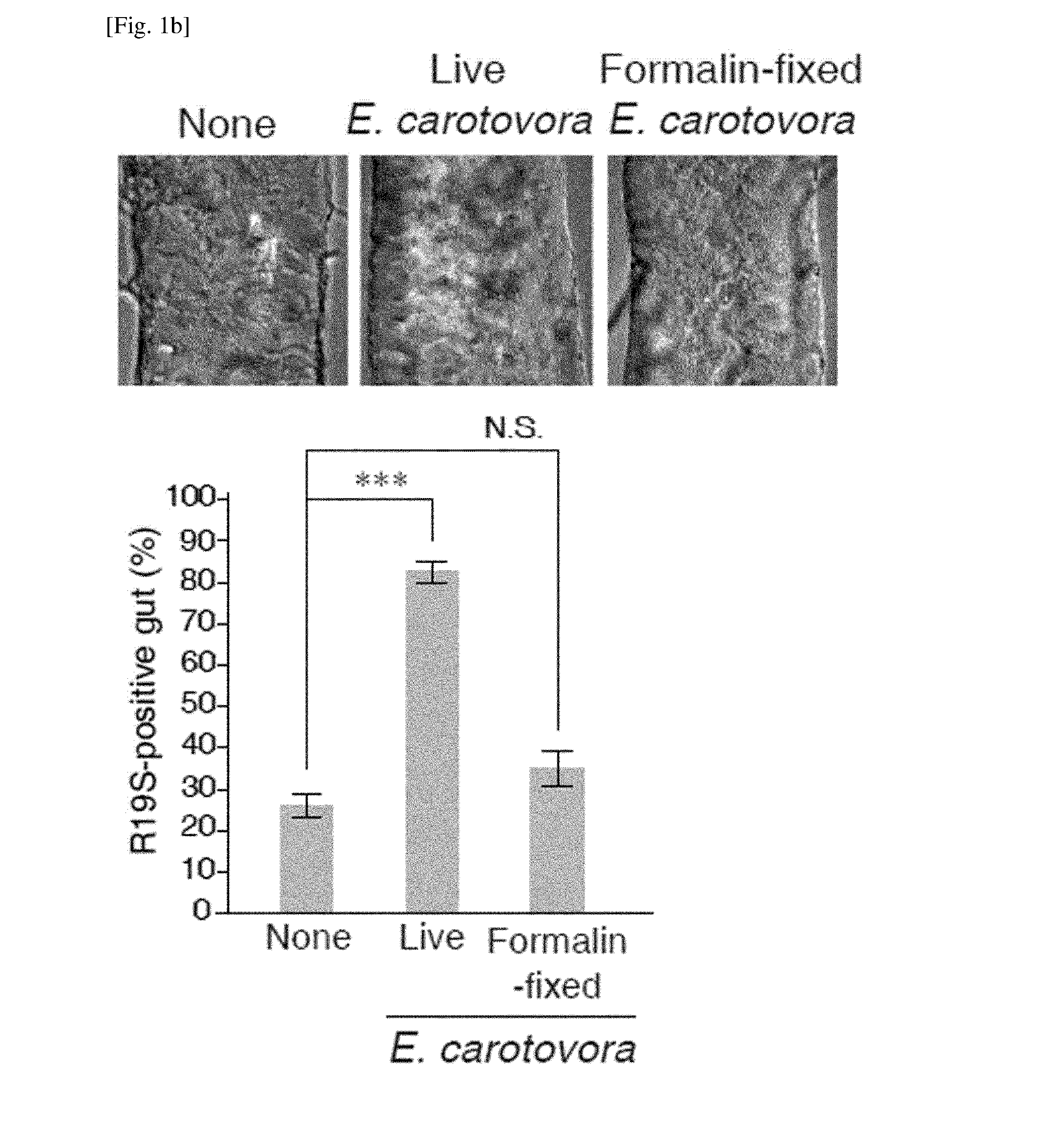 Composition for regulating immunological activity in intestine and use thereof