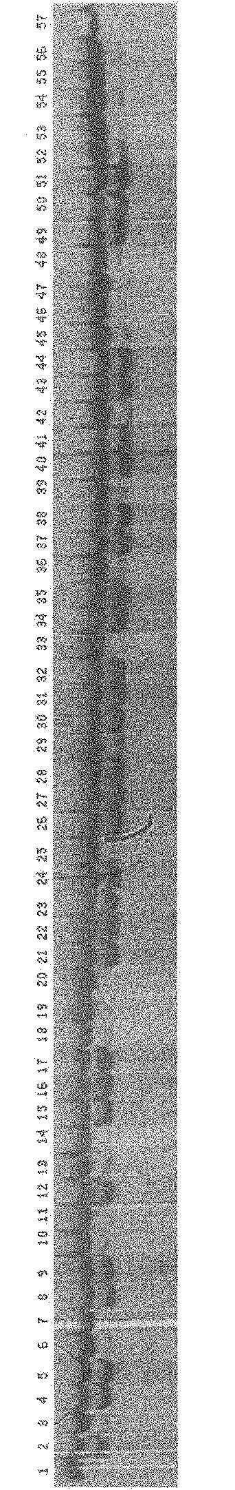 Method for identifying fx151 genetic variation map by using litopenaeus vannamei boone fx151 microsatellite DNA marker