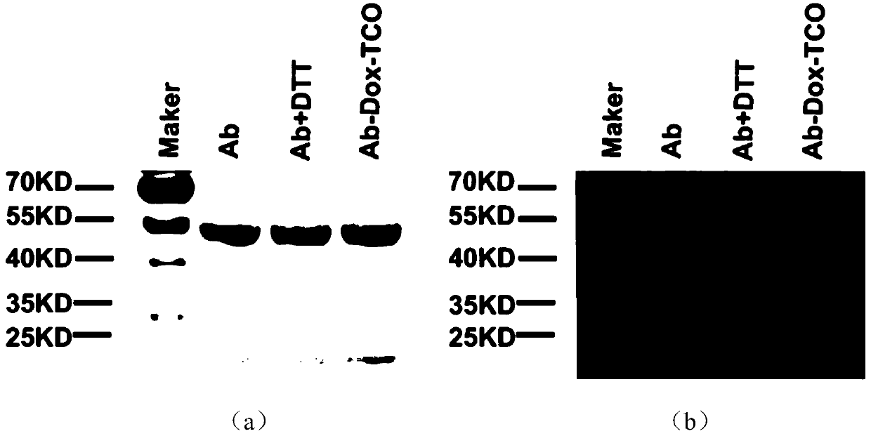 Antibody prodrug conjugate and preparation and use thereof