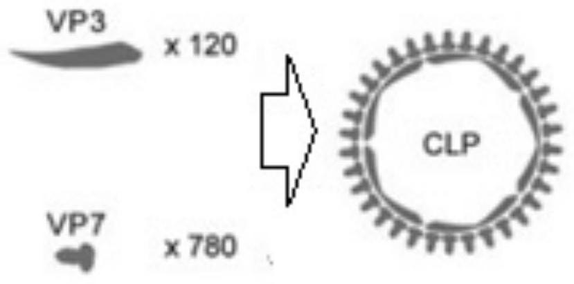 A kind of detection kit and application of African swine fever virus antibody based on chimeric p54 epitope