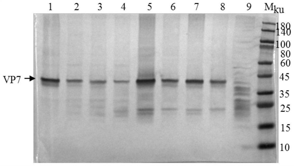 A kind of detection kit and application of African swine fever virus antibody based on chimeric p54 epitope