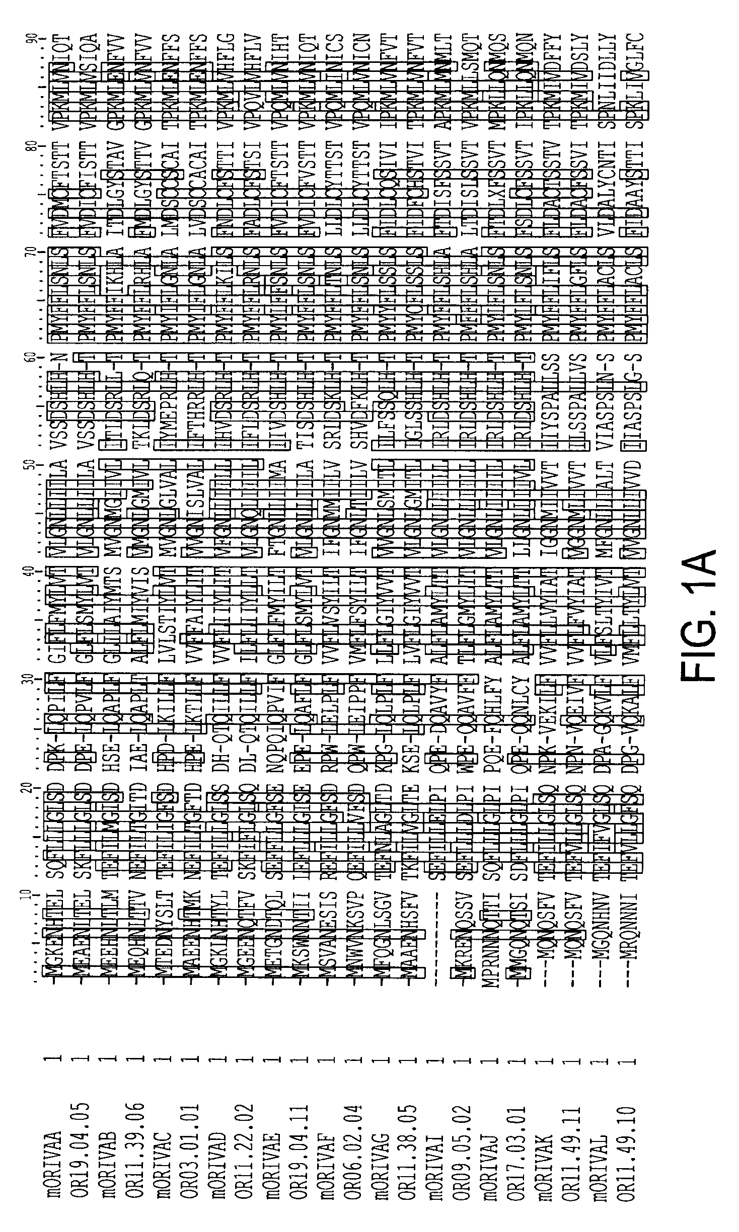 Olfactory receptor for isovaleric acid and related malodorants and use thereof in assays for identification of blockers of malodor
