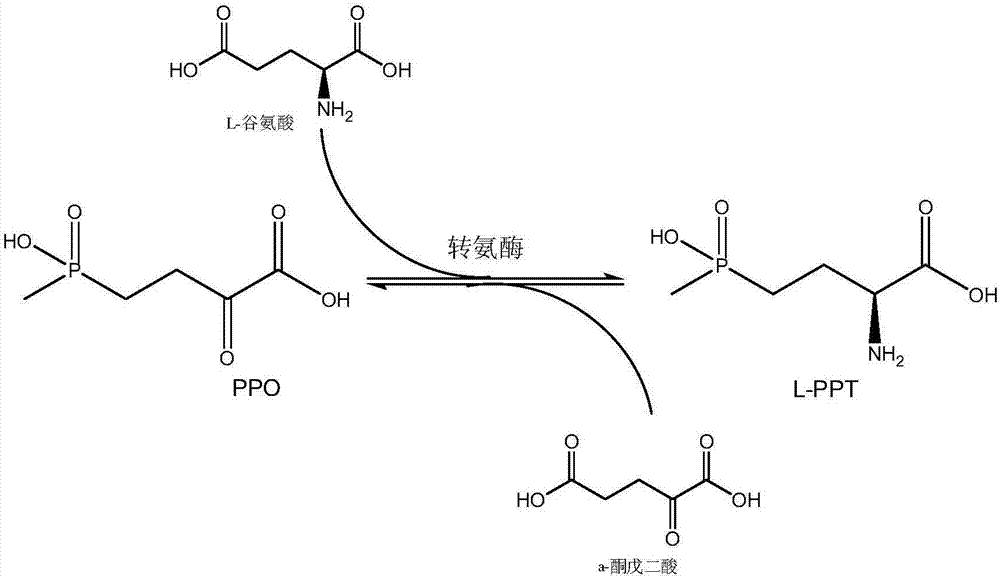 Production method of L-phosphinothricin