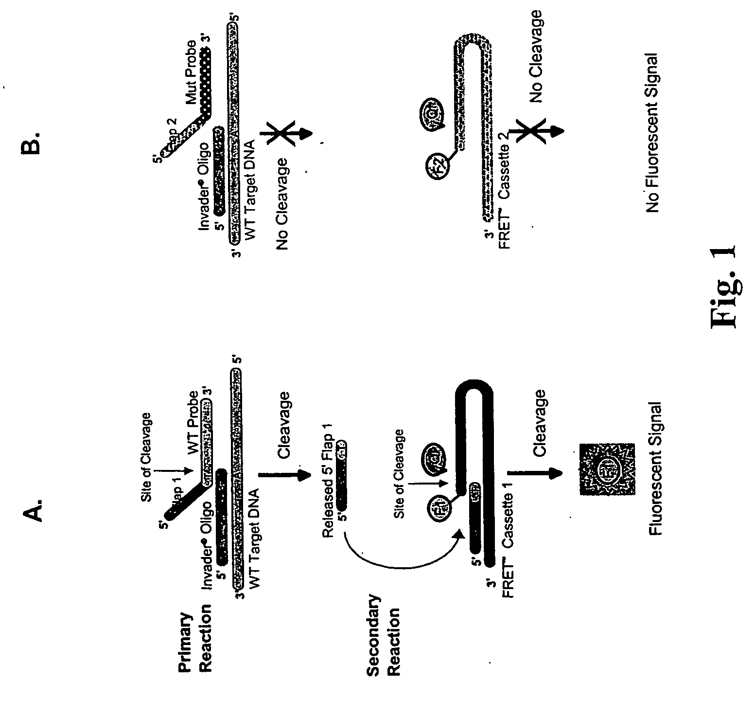 Detection of HPV