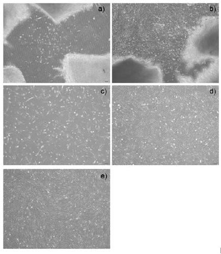 A method to obtain safe and effective umbilical cord mesenchymal stem cells