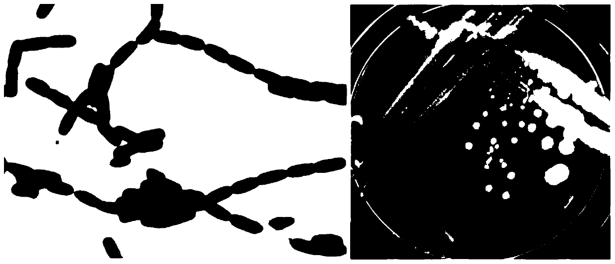 Bacillus with antagonistic effect on rice bacterial blight and its isolation and application