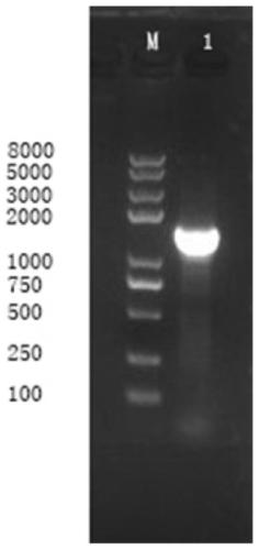 Bacillus with antagonistic effect on rice bacterial blight and its isolation and application