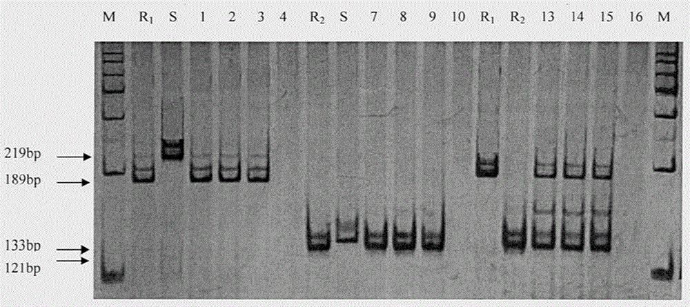 Establishment of dual-SSR-PCR system for polymeric gene 7198 of muskmelon