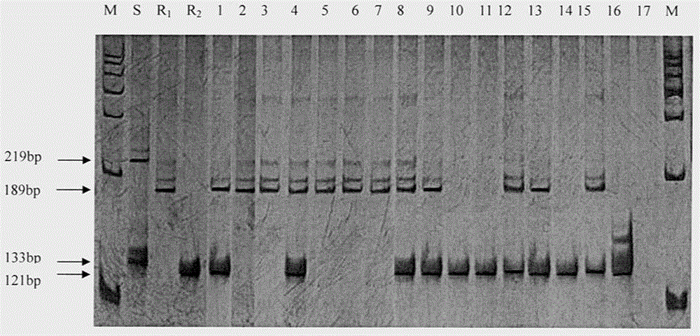 Establishment of dual-SSR-PCR system for polymeric gene 7198 of muskmelon
