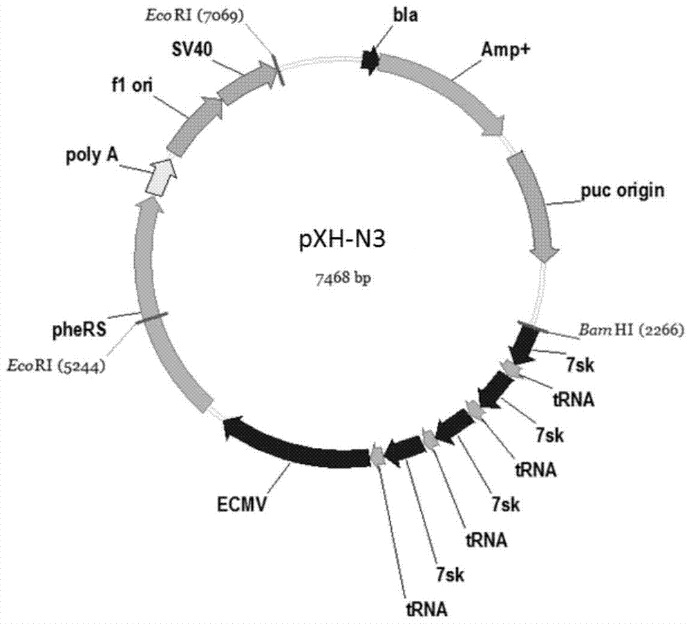 System for efficient multi-point interposition of unnatural amino acid into mammalian cells