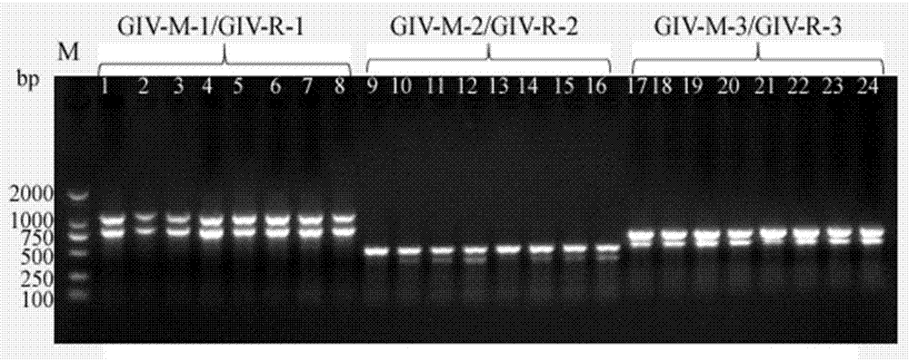 Double PCR primer, double PCR detection method and double PCR detection kit for grouper iridovirus