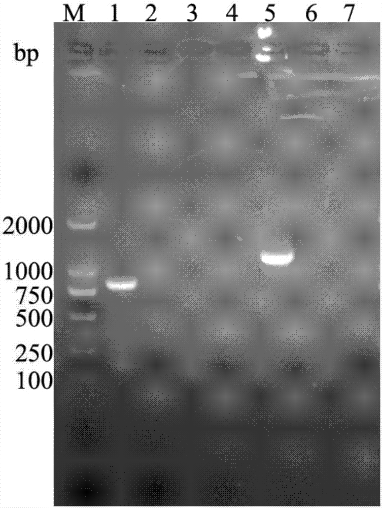 Double PCR primer, double PCR detection method and double PCR detection kit for grouper iridovirus