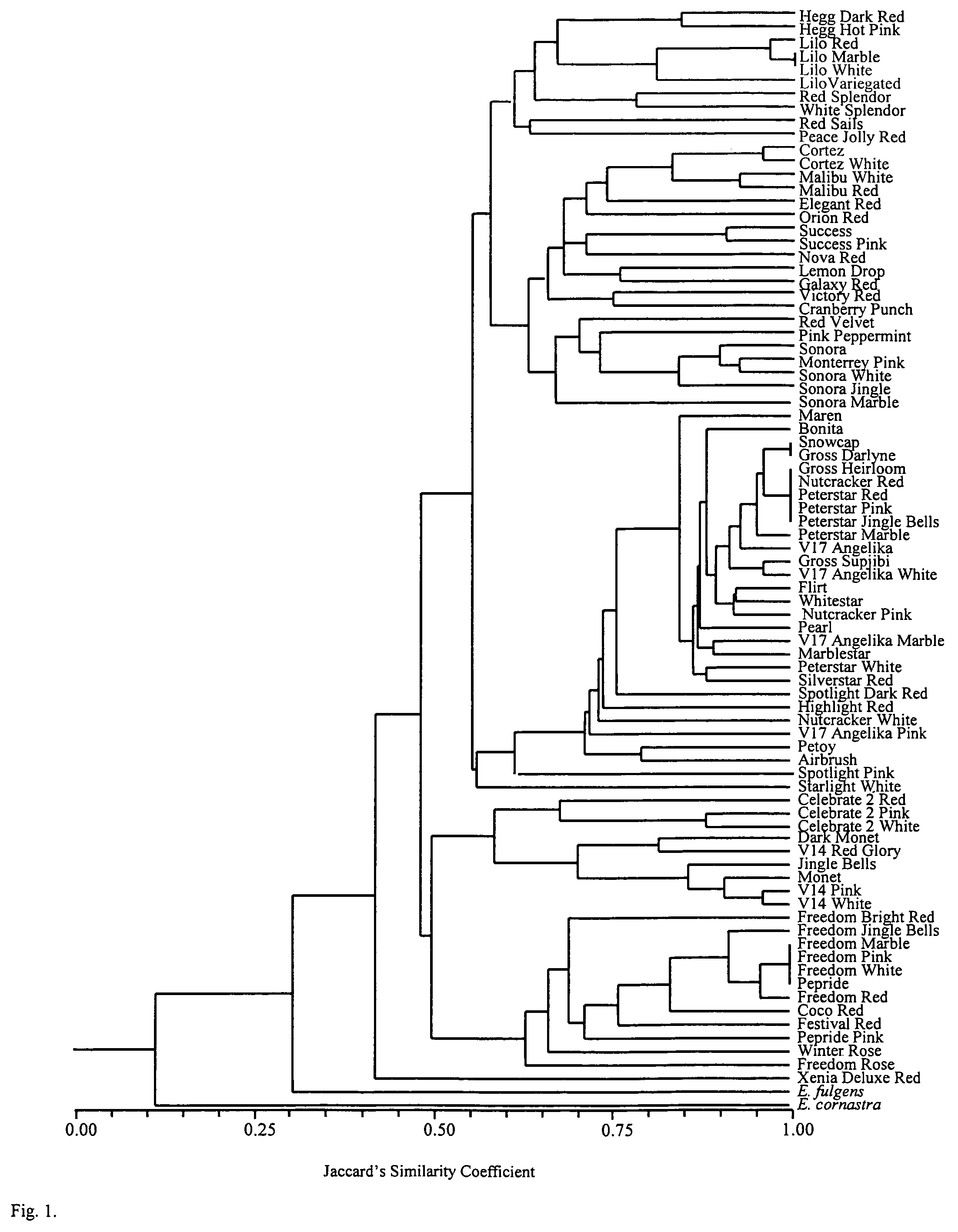 Identification of poinsettia cultivars