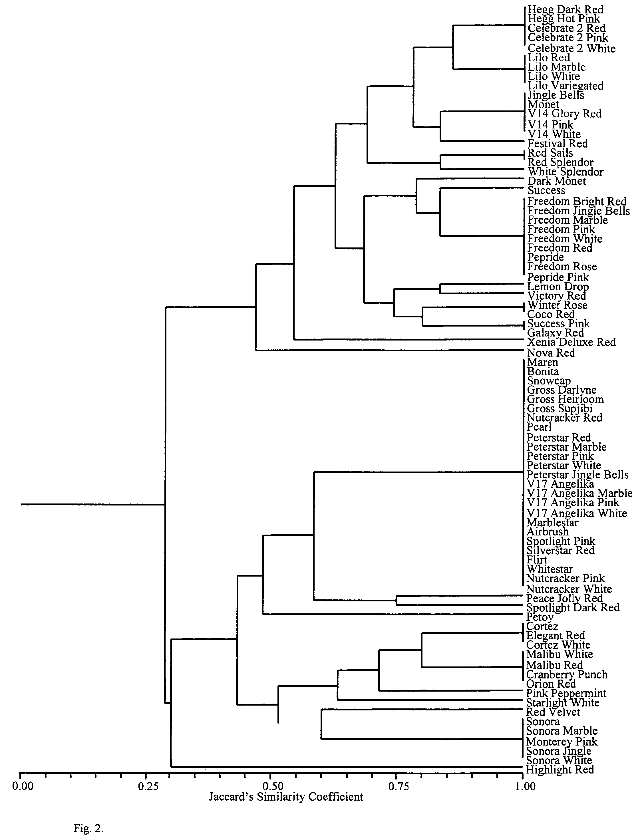 Identification of poinsettia cultivars