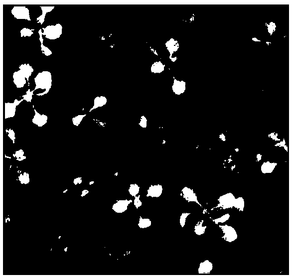 A method for inducing and culturing Arabidopsis tubular molecules in vitro