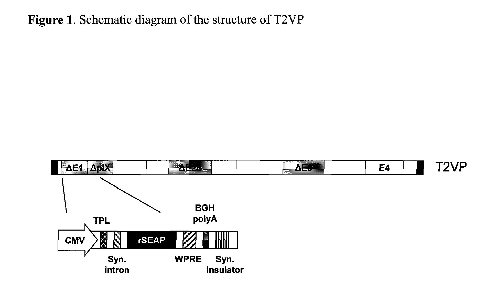 Adenoviral expression vectors