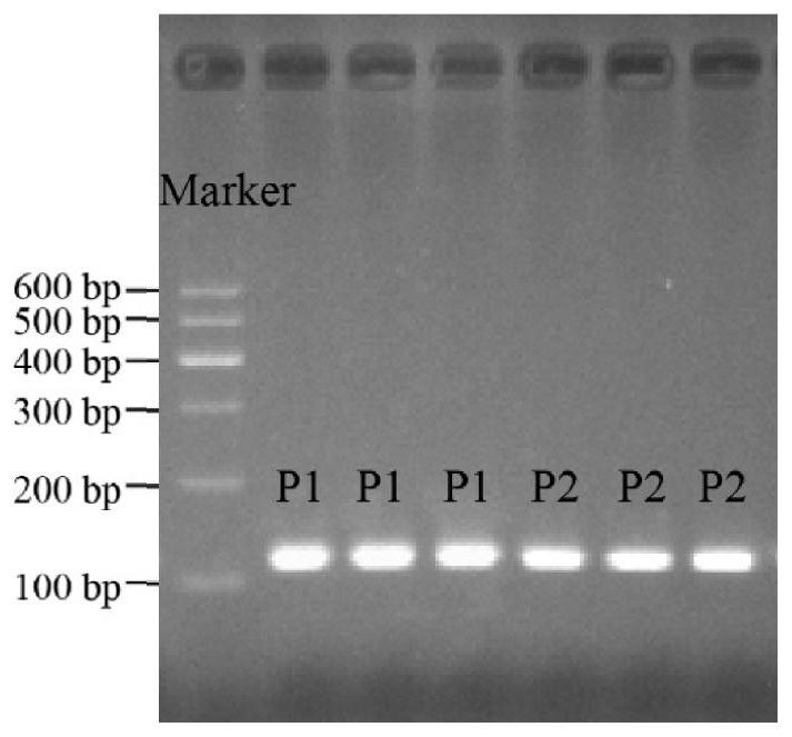 Method for detecting Hu sheep NSMF gene CNV marker and application of method