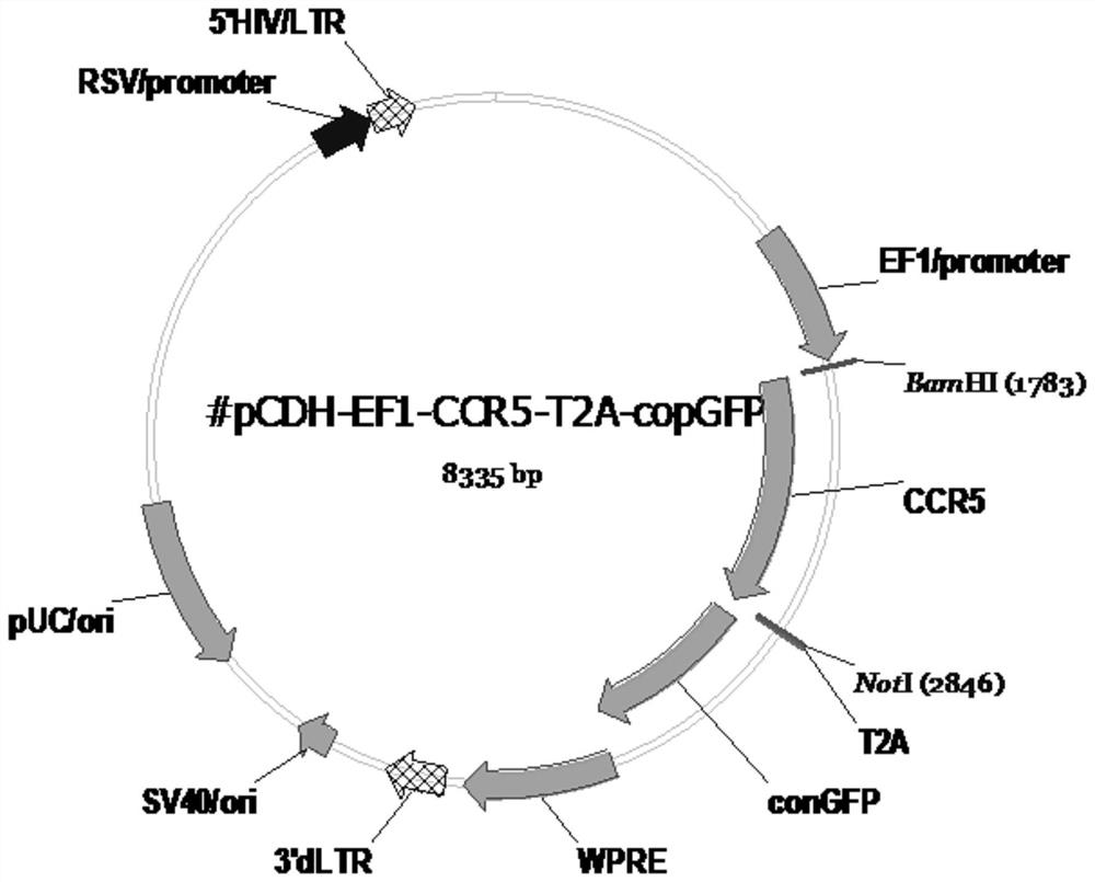 The method of improving the targeting force of NK cells and the application of ccr5 gene