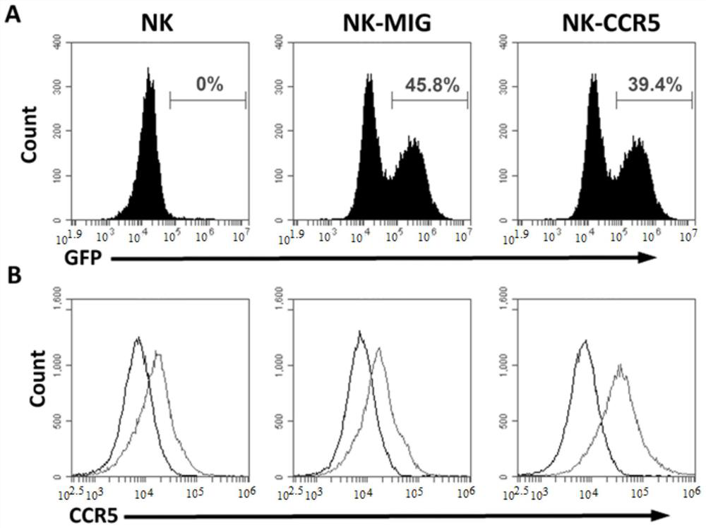 The method of improving the targeting force of NK cells and the application of ccr5 gene