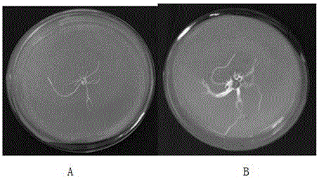 Armillaria mellea YN01 (WT) and application thereof