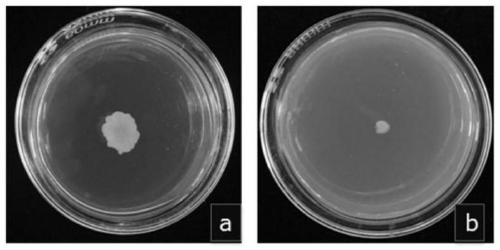 Method for preparing biocontrol bacterial fertilizer and eliminating continuous cropping obstacle of muskmelon by using biocontrol bacteria