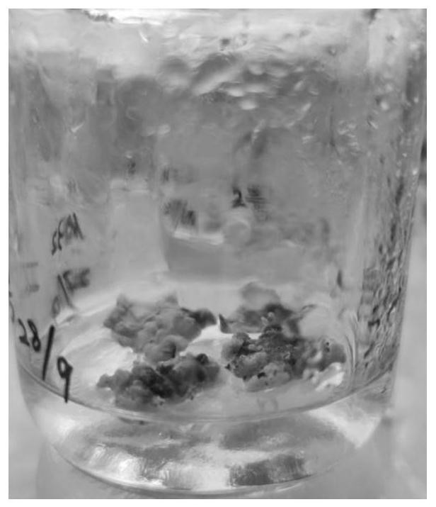 Regeneration medium for ramie tissue culture and culture method and application thereof