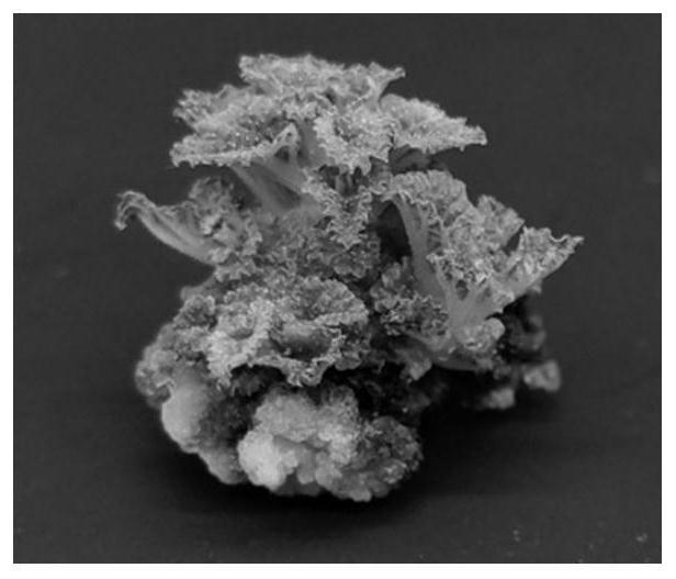 Regeneration medium for ramie tissue culture and culture method and application thereof