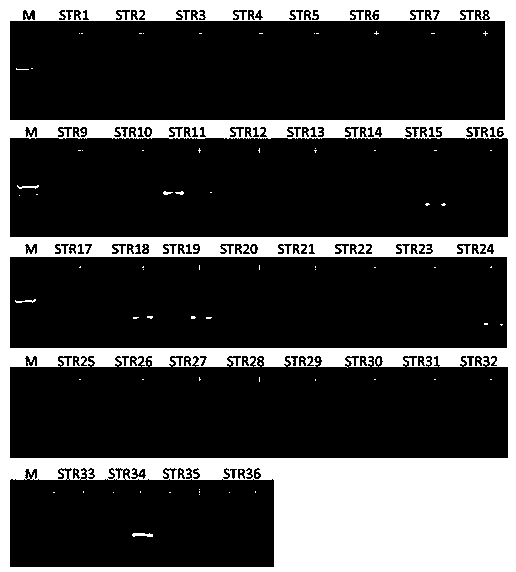 Method for analyzing genetic diversity of Candidatus Liberibacter by utilizing SSR (simple sequence repeat) molecular marker primer system