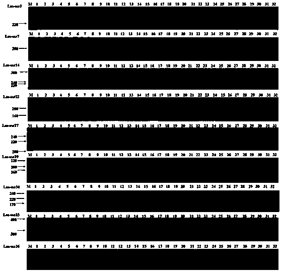 Method for analyzing genetic diversity of Candidatus Liberibacter by utilizing SSR (simple sequence repeat) molecular marker primer system