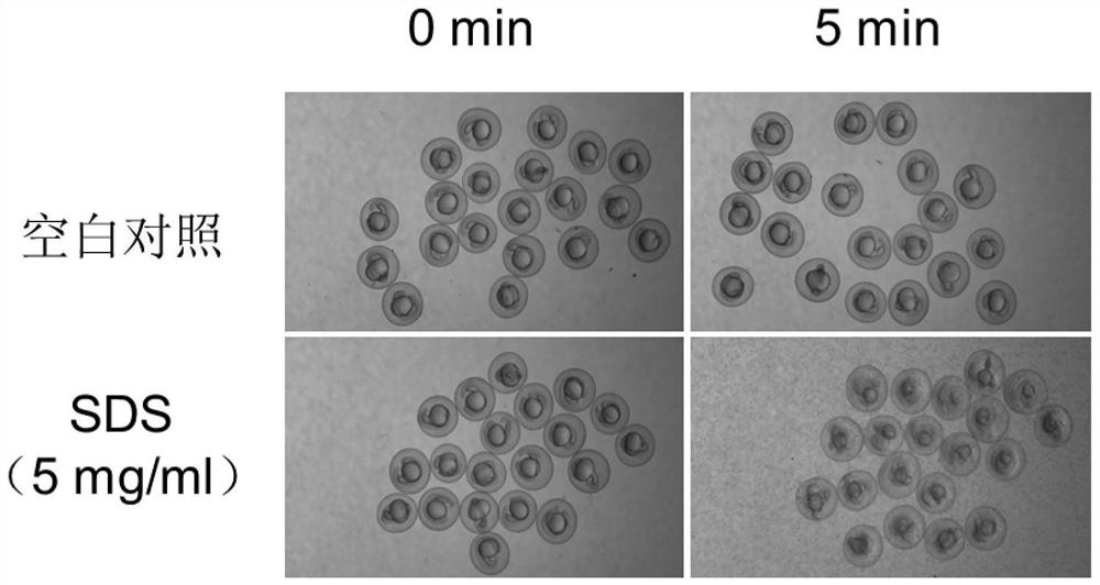 Method for evaluating mildness and irritation of cosmetics by using zebra fish embryos