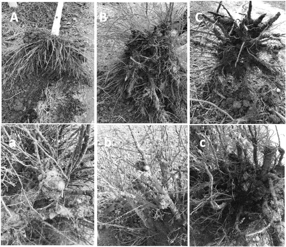 Bacillus subtilis JK-XZ8 and application thereof in oriental cherry crown gall prevention