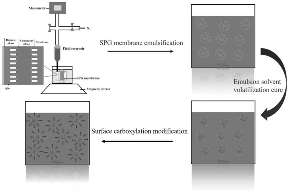 Quantum dot fluorescence coded polylactic acid microspheres as well as preparation method and application thereof