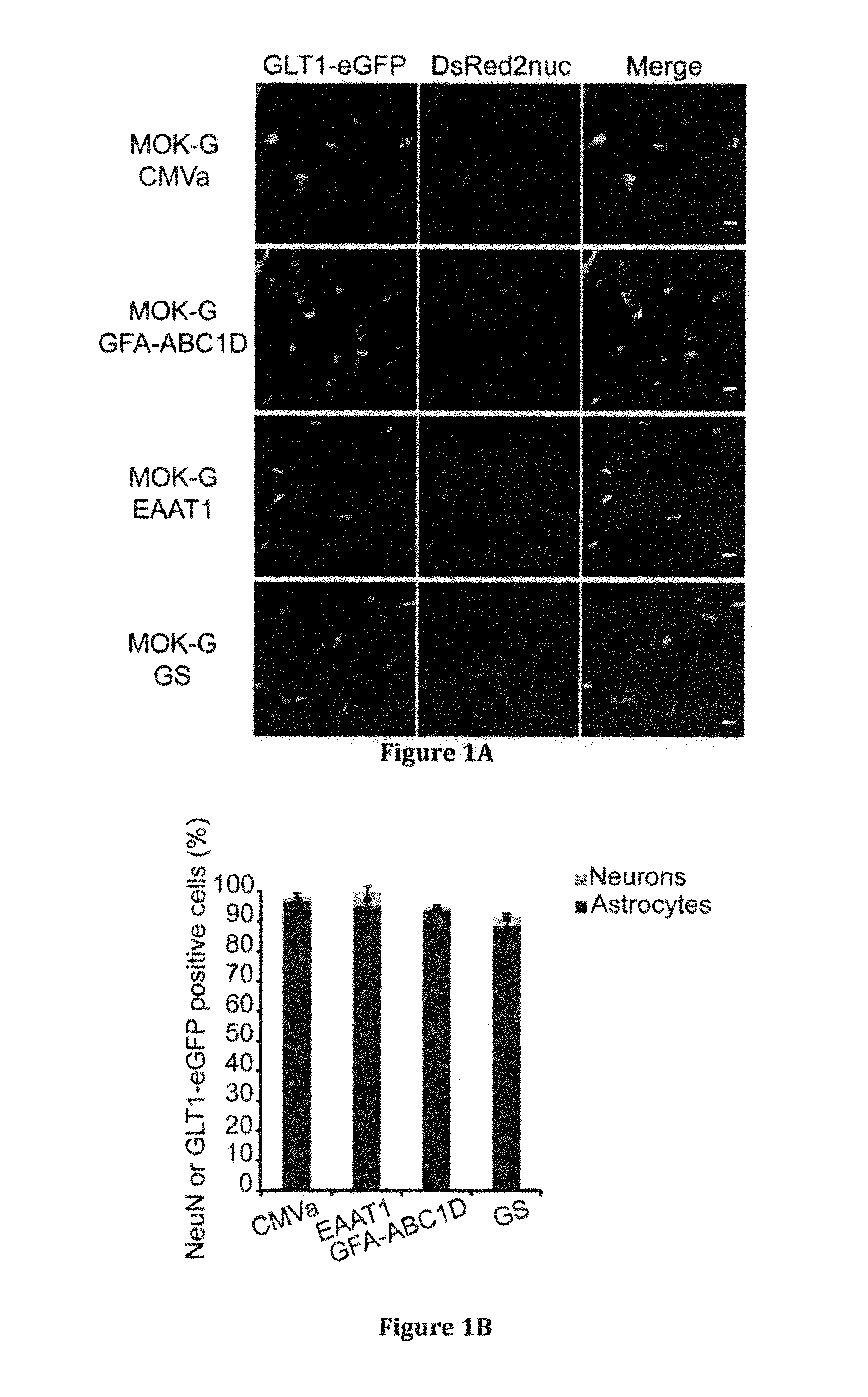 Vector for the selective silencing of a gene in astrocytes