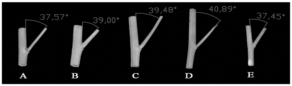 A method for high-throughput determination of plant type based on image processing