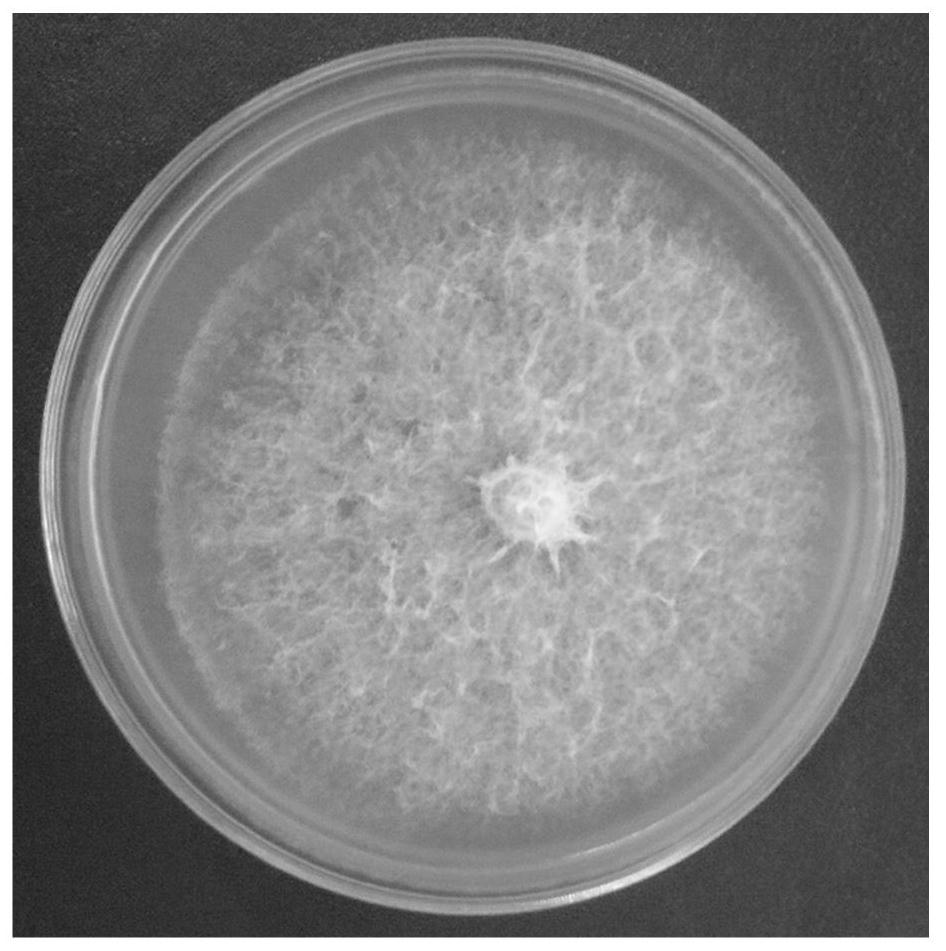 Methylotrophic bacillus and preparation method and application of inoculum containing the microorganism