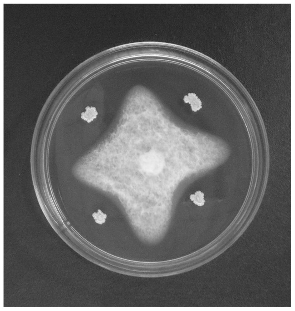 Methylotrophic bacillus and preparation method and application of inoculum containing the microorganism