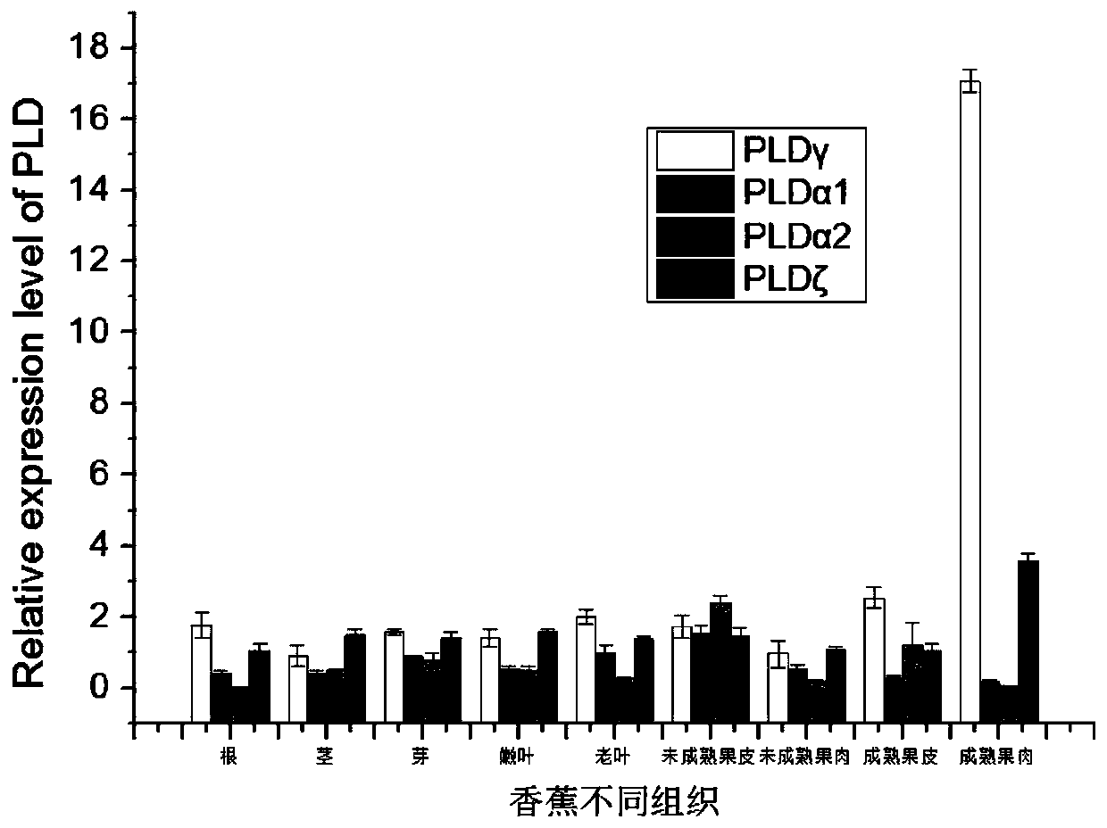 Gene PLD gamma capable of preventing anthracnose