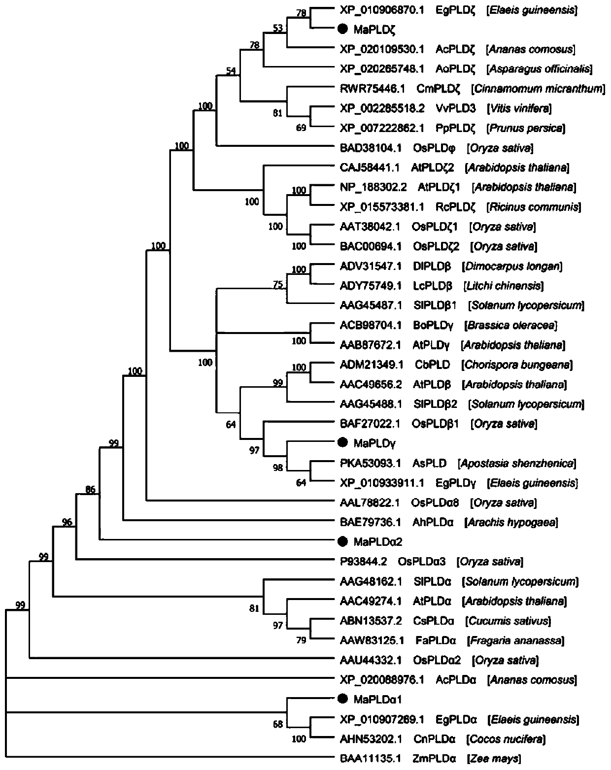 Gene PLD gamma capable of preventing anthracnose