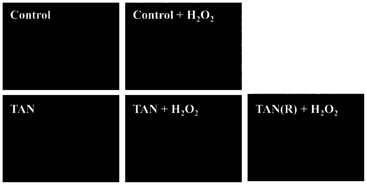 Application of tangeretin in preparation of products to activate ability of cells to resist oxidative stress