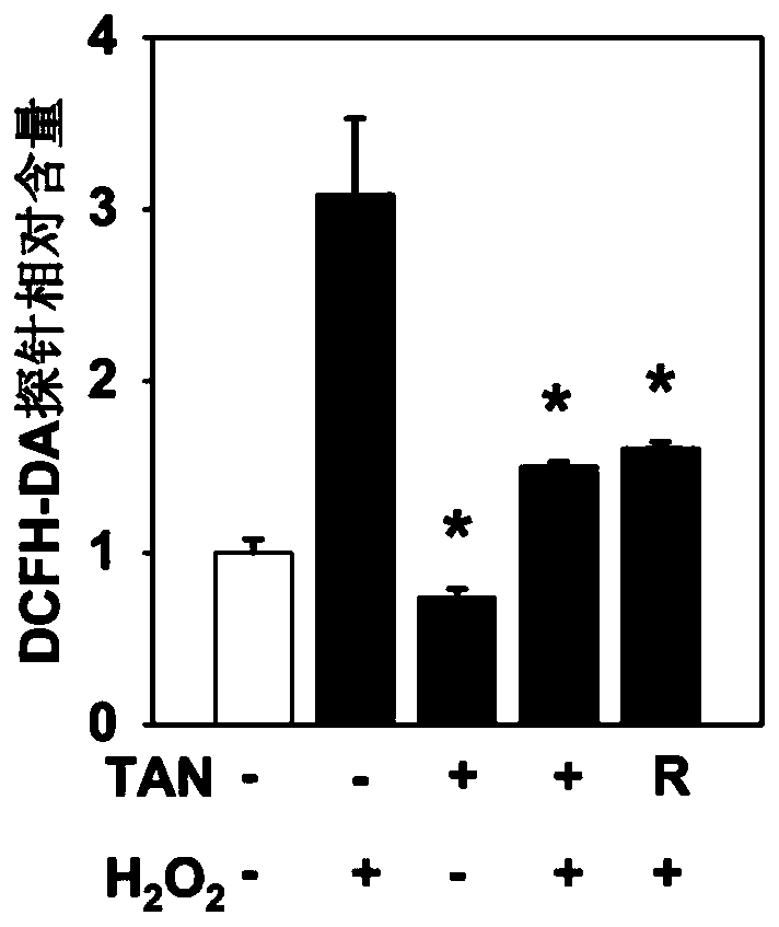 Application of tangeretin in preparation of products to activate ability of cells to resist oxidative stress