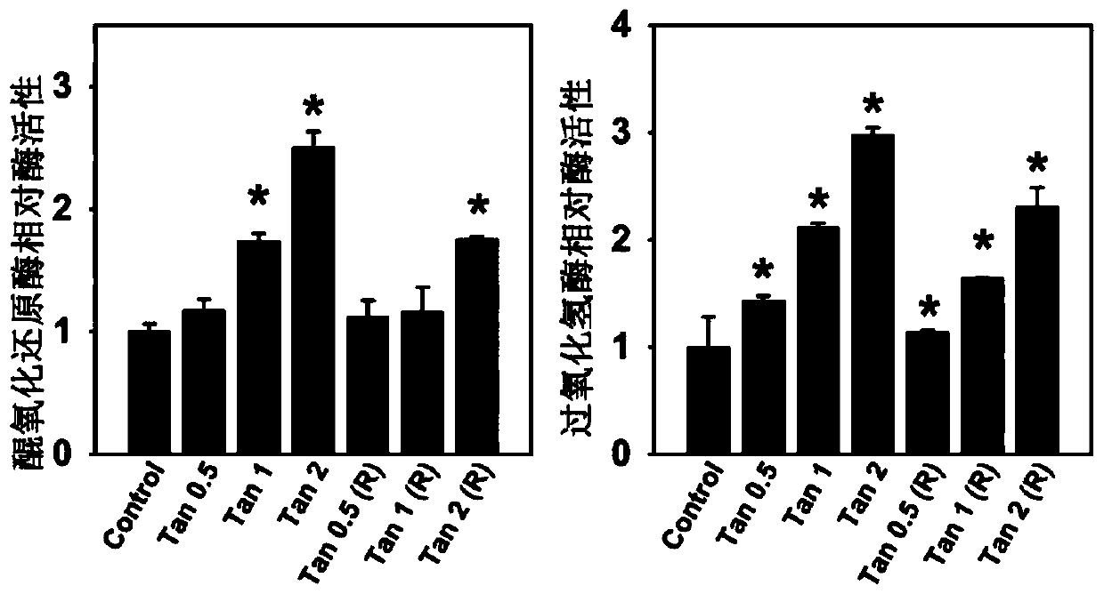 Application of tangeretin in preparation of products to activate ability of cells to resist oxidative stress