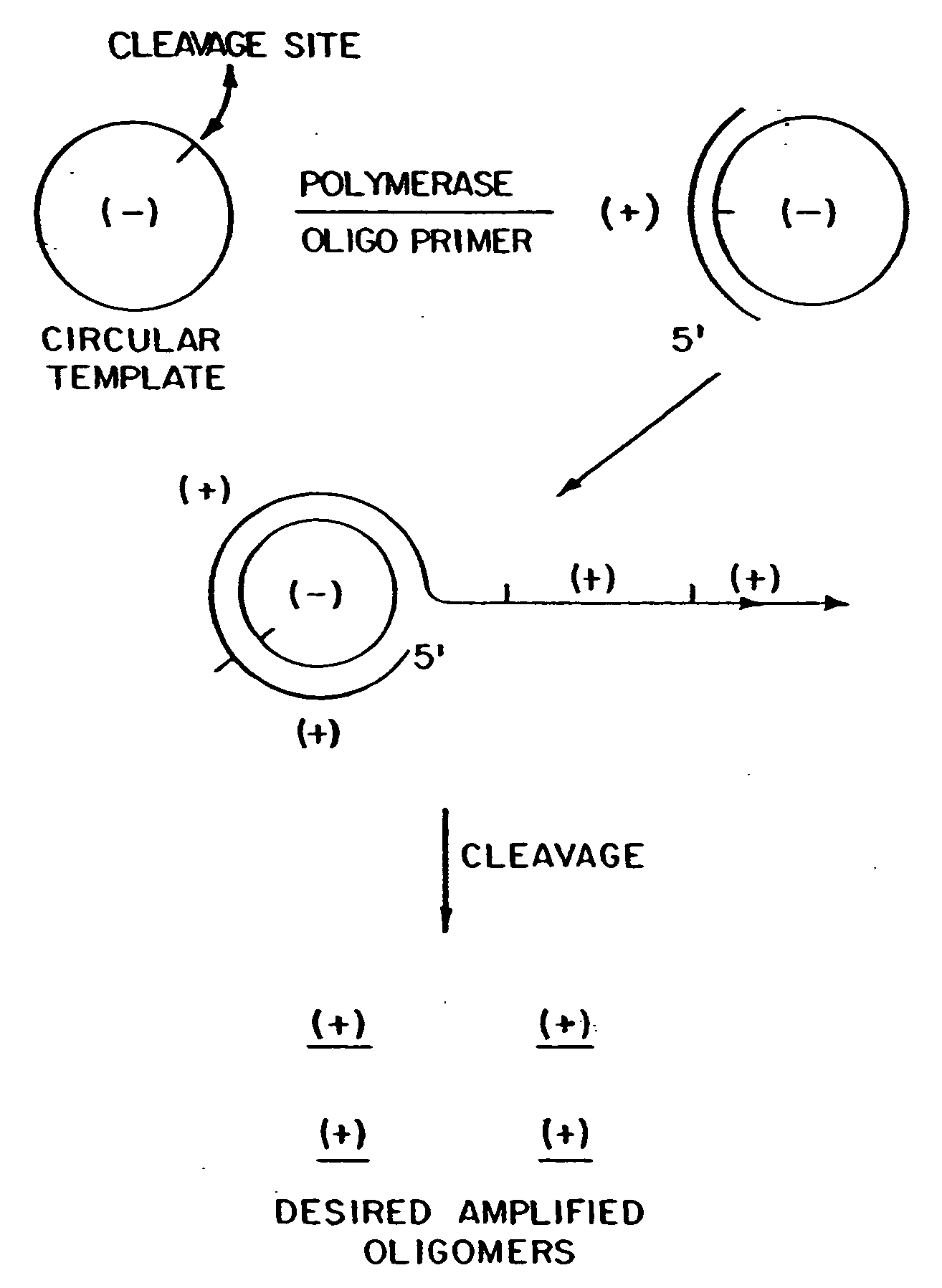 Circular DNA vectors for synthesis of RNA and DNA